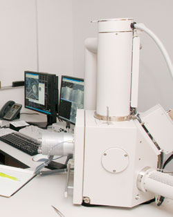 FEI Quanta 250 E-SEM