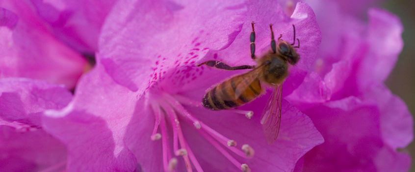 Bee on flower