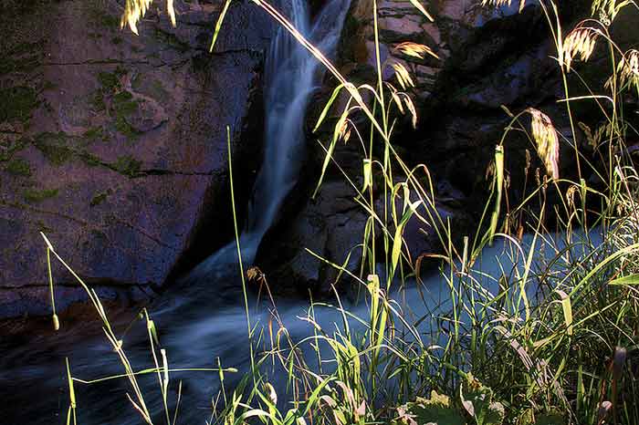 riparian grasses