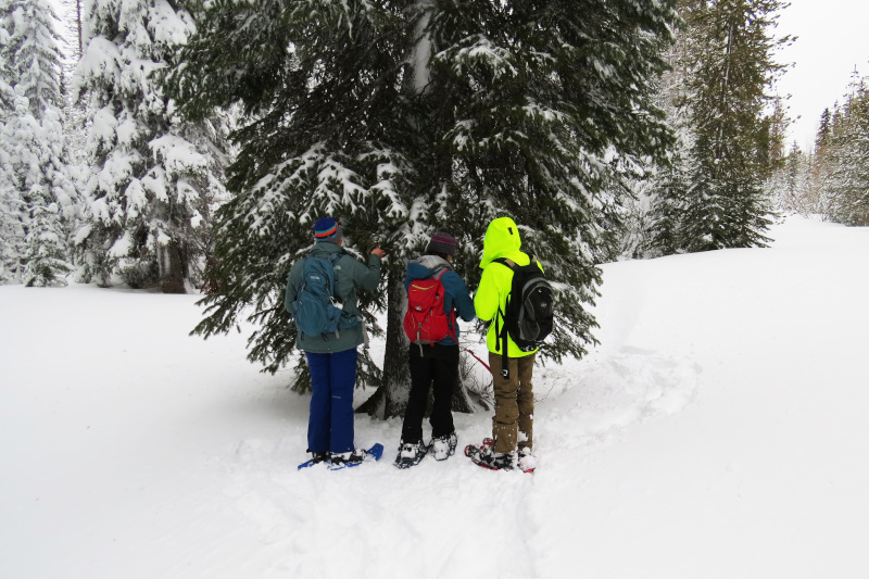 Several people in winter outdoor gear facing away from the camera, clustered around a snow-covered tree