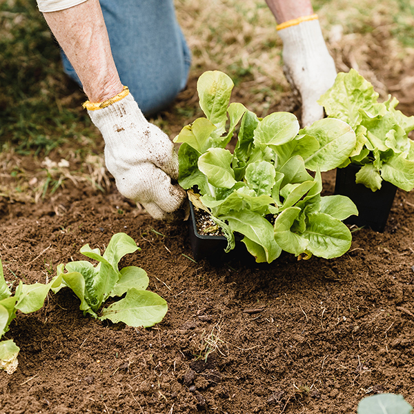 Planting vegetables in a field.