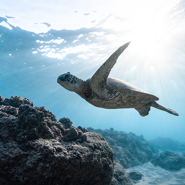 Turtle underwater.