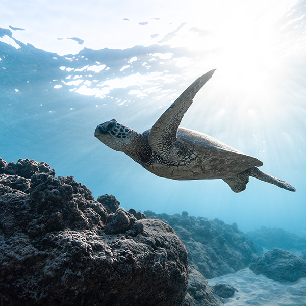 Turtle swimming.