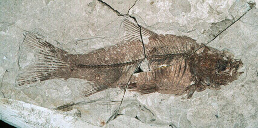 fish fossil