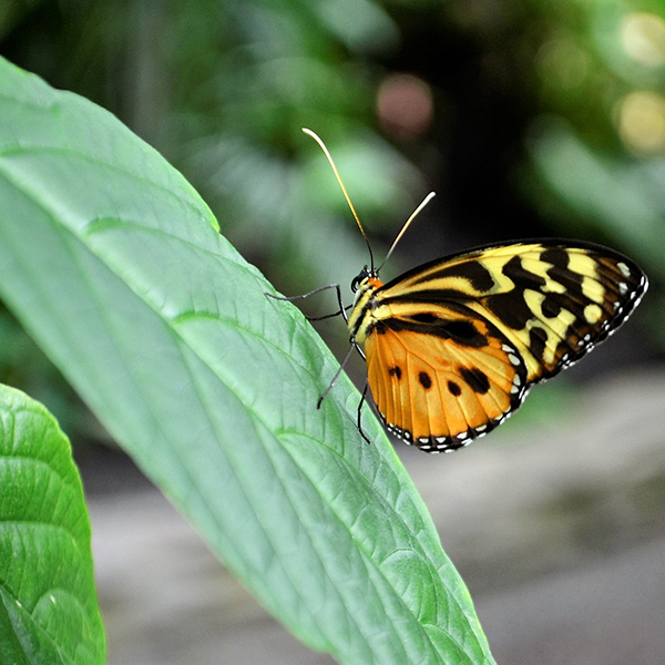 Butterfly on leaf.