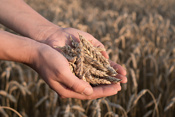 Hands holding grains.