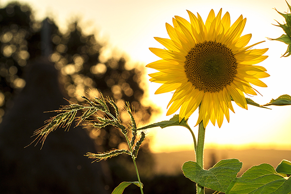 Sunflower.