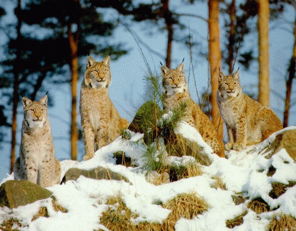 lynxes