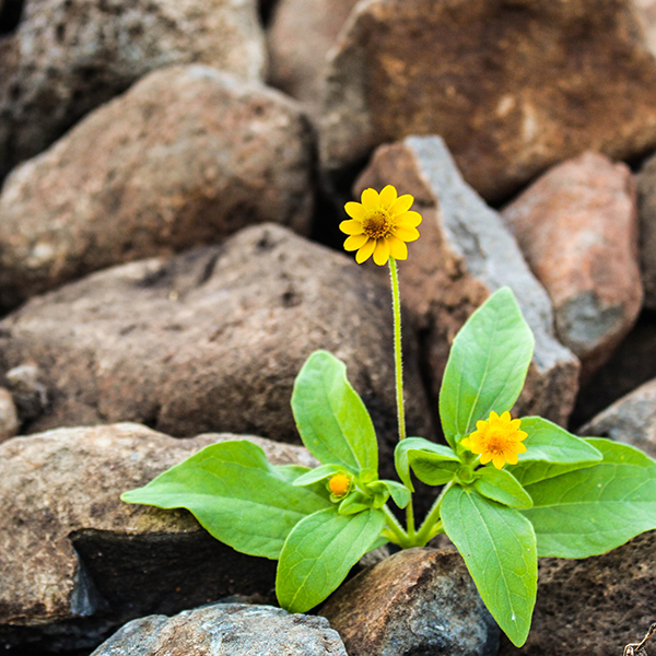 Flower growing between rocks.