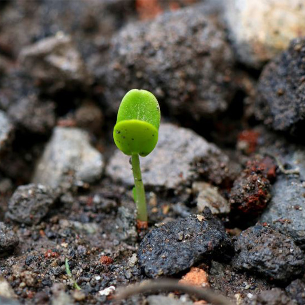 Plant growing.