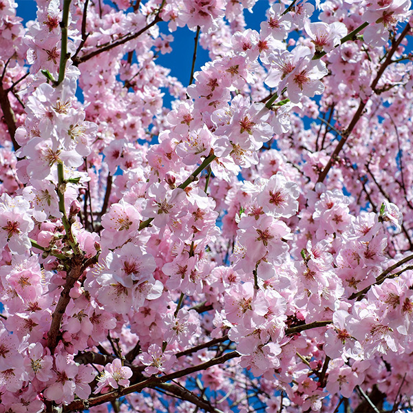 Cherry blossoms.