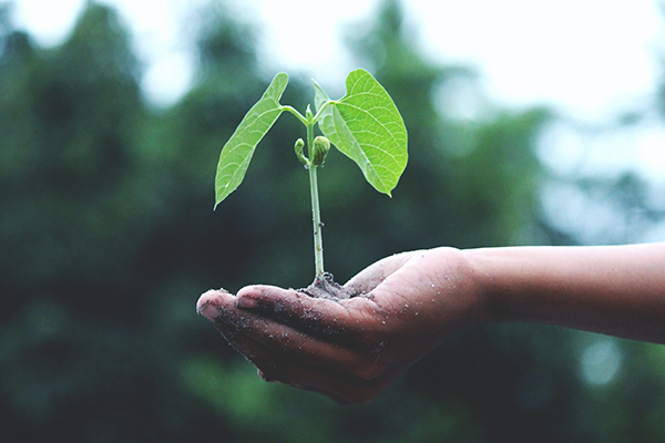 Plant in hand.