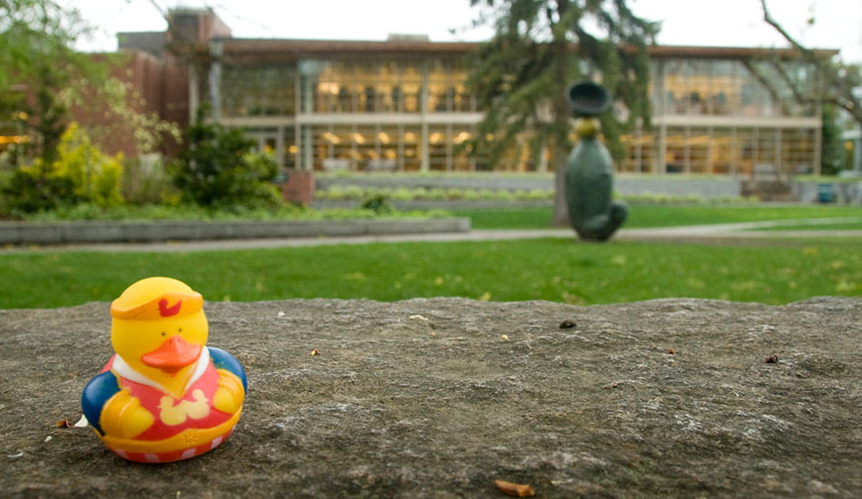 Rubber duck on the grass.