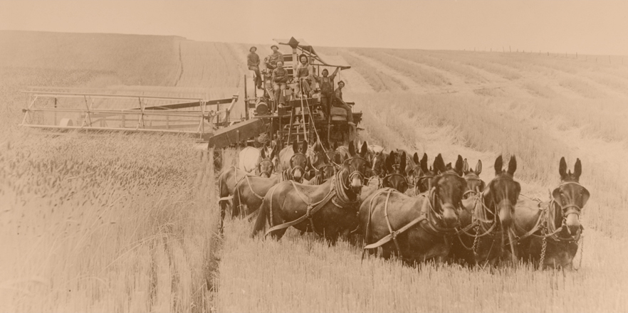 Old photograph of mules on a farm