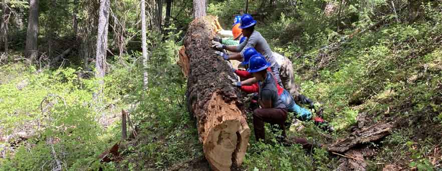 Whitman students pushing a large fallen tree during trail work