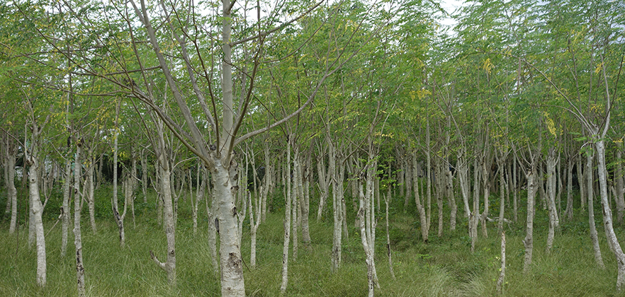 Moringa trees