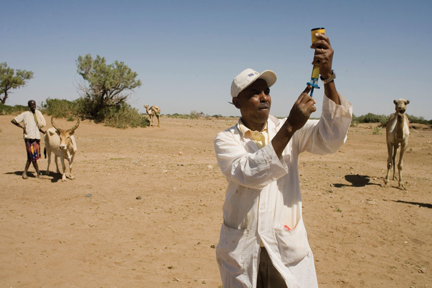 A worker with the FAO’s Emergency Veterinary Campaign readies medicine in the Shinile Zone in Ethiopia on Feb. 11, 2009. The campaign coordinates and strengthens disaster and drought preparedness in the Horn of Africa. ©FAO/Giulio Napolitano.