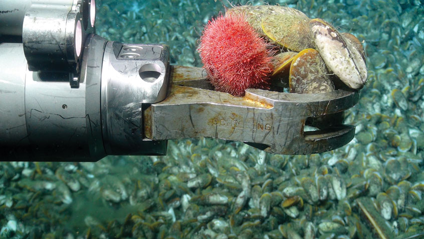 remotely operated vehicle arm, coral