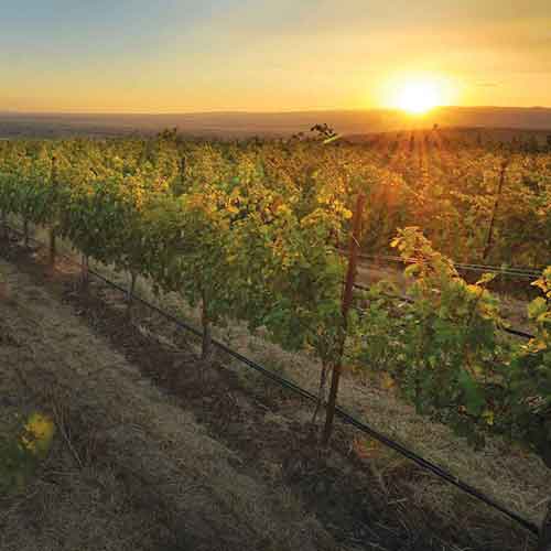 A Walla Walla vineyard at sunset