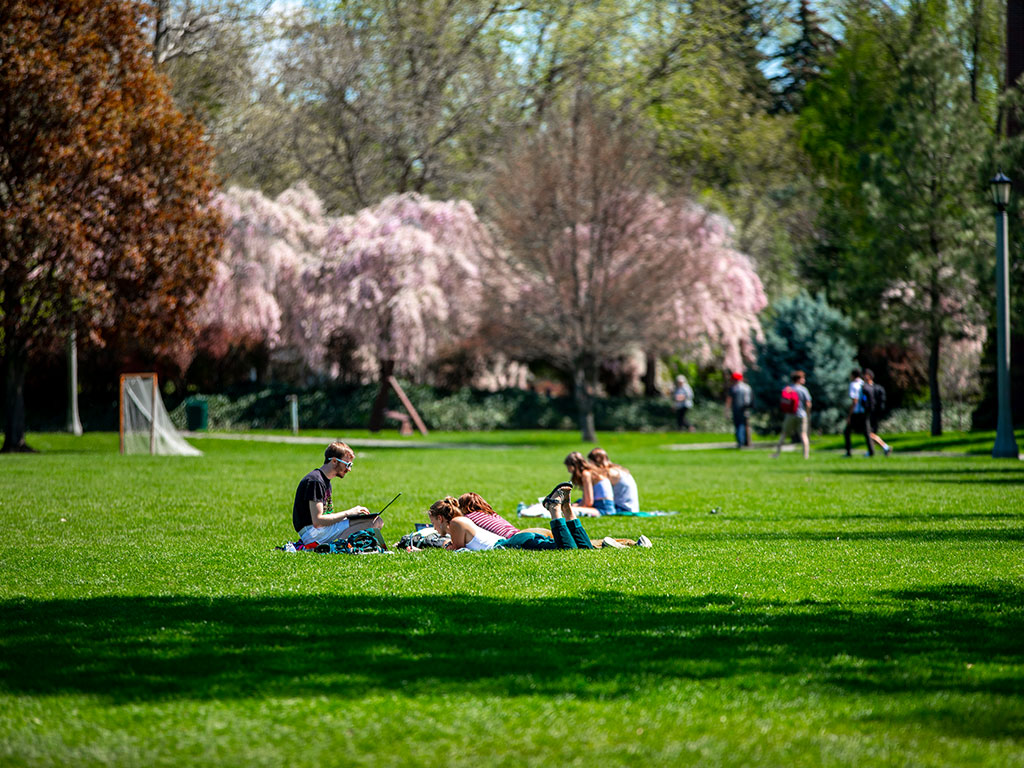 Ankeky field in spring