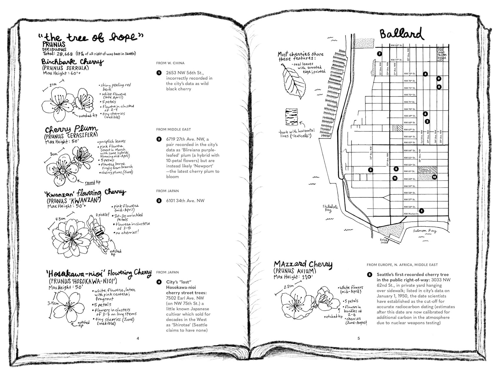 A page titled "The Tree of Hope" from "Street Trees of Seattle"
