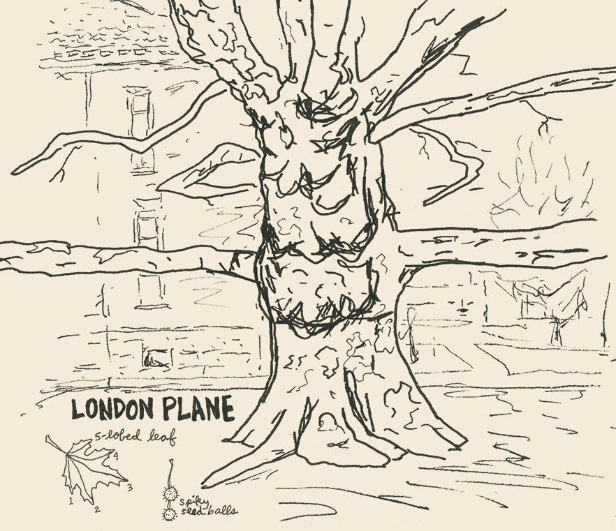 London Plane Tree illustration