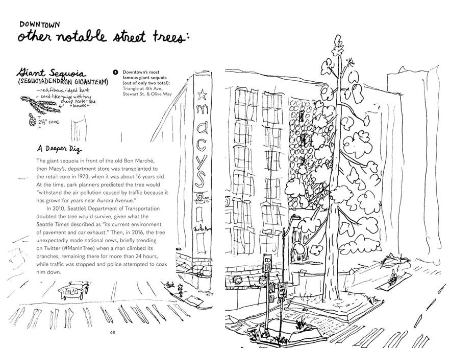 Seattle Tree illustration