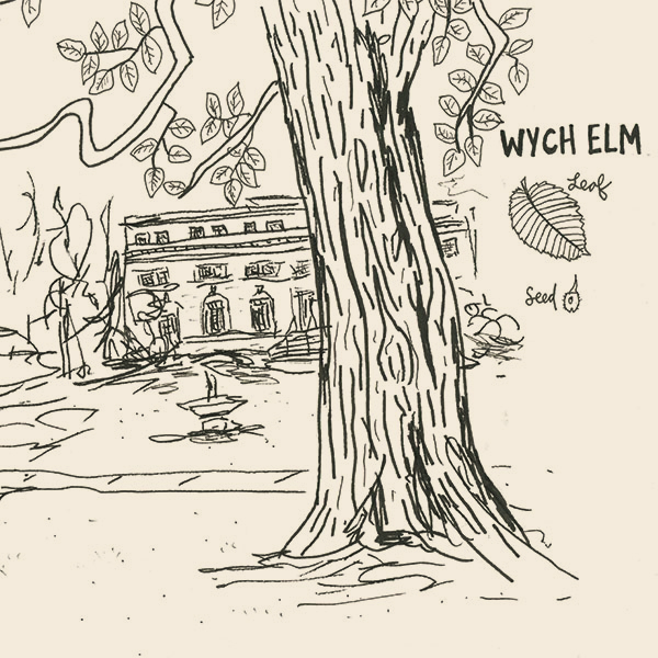 Wych Elm illustration