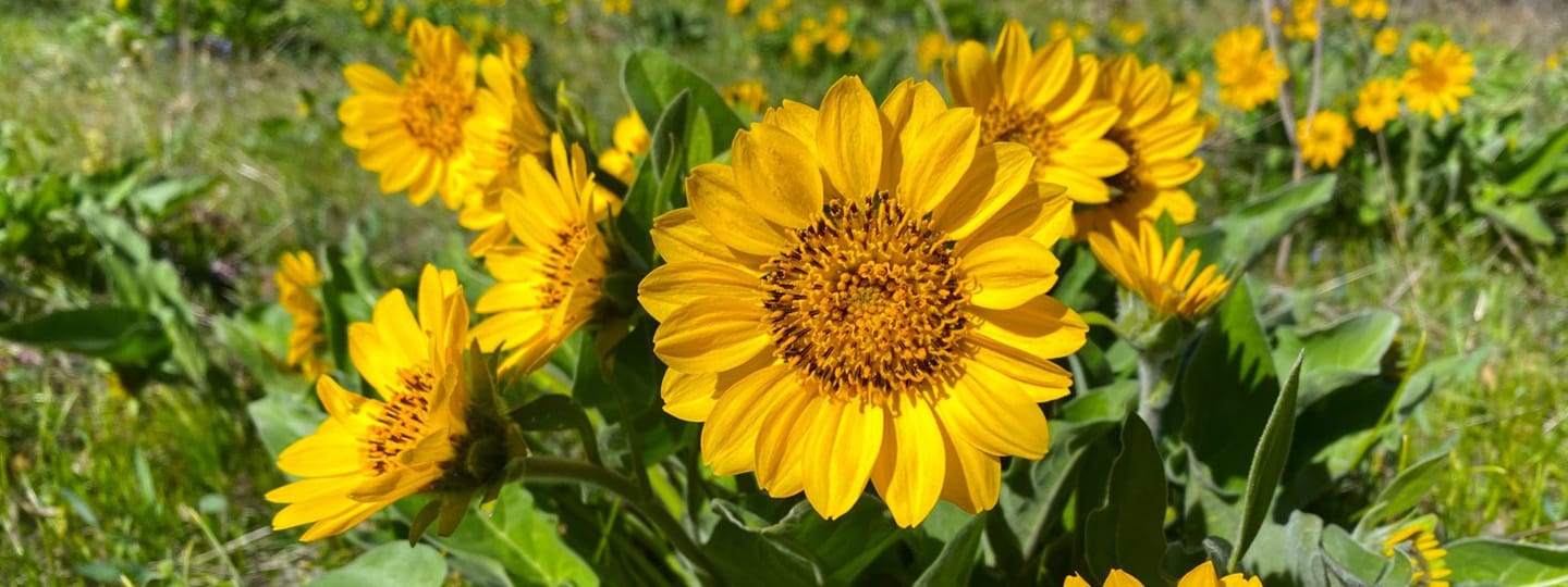 Sunflowers