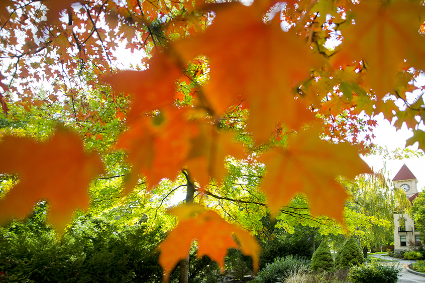 Maple leaves in fall