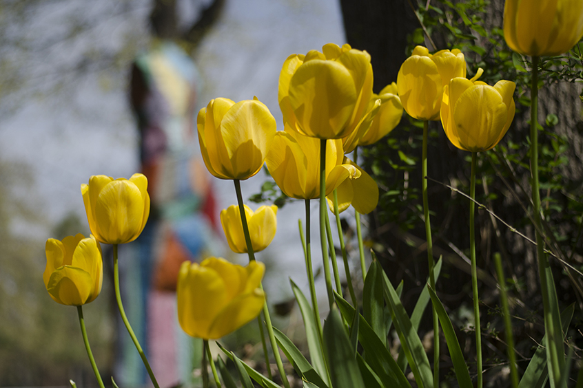 Tulips