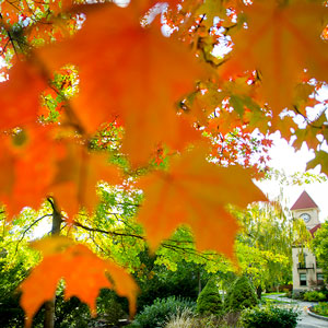 Maple leaves in fall