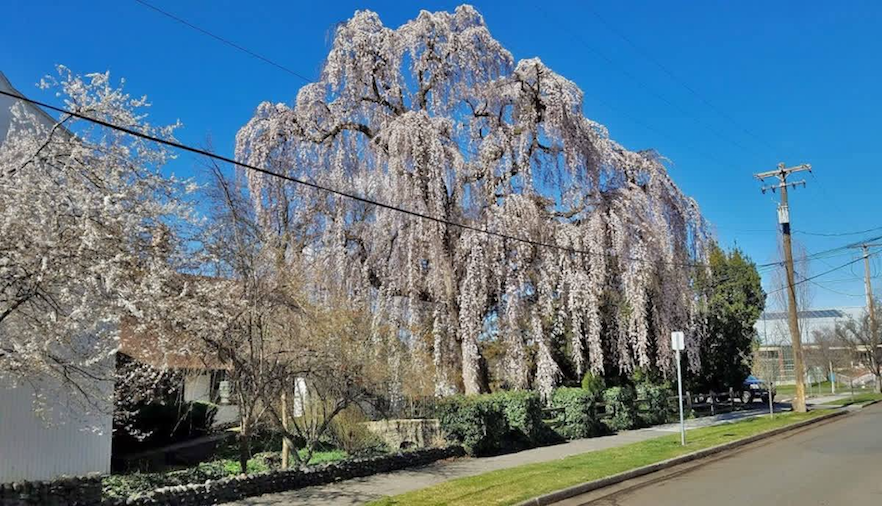 The cherry tree on Marcus Street