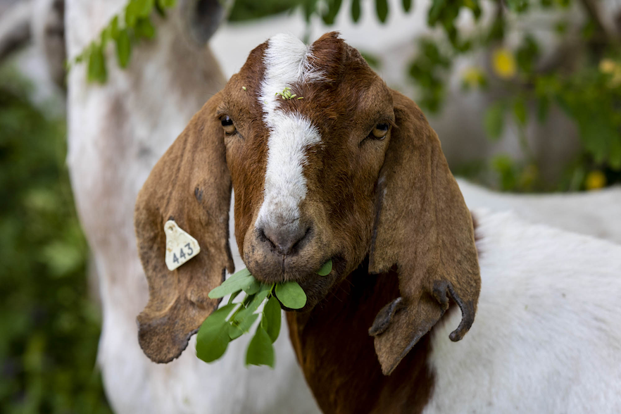 Close up image of brown and white goat