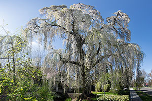 A weeping cherry tree at Whitman College.