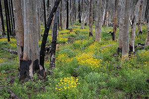 A photo of flowers blooming among burnt snags.