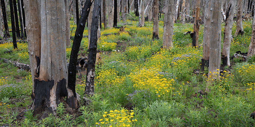 A photo of flowers blooming among burnt snags.