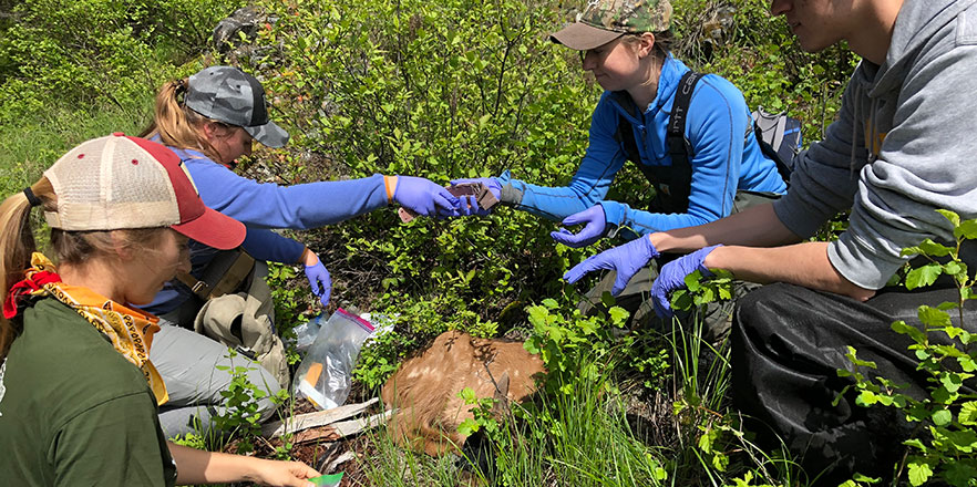 Three researchers work with a deer.