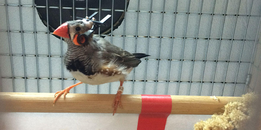 A zebra finch wears a small set of headphones.