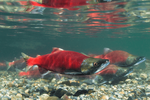 Sockeye Salmon in the water