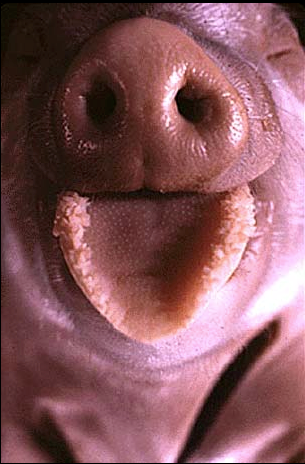 Rostral Oral Cavity | Whitman College fish organ diagram 